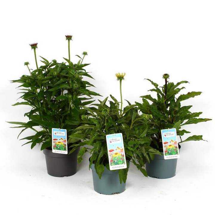 Ežiuolė (Lot Echinacea) 'Mooodz' C3/P19-EŽIUOLĖS-DAUGIAMETĖS GĖLĖS