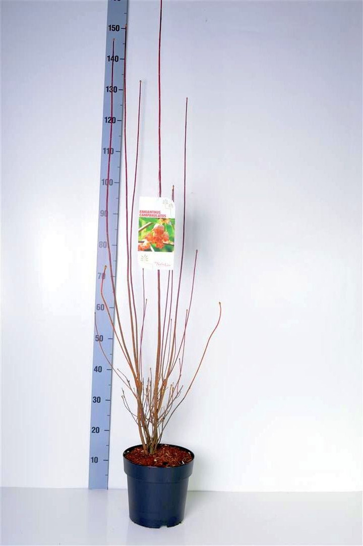 Katilėlinis sietminas (Lot Enkianthus campanulatus) C4/P21 60-80 CM-KITI KRŪMAI-KRŪMAI