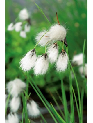 Siauralapis švylys (Lot Eriophorum angustifolium) P9-ŠVYLIAI-VANDENS IR PAKRANČIŲ AUGALAI