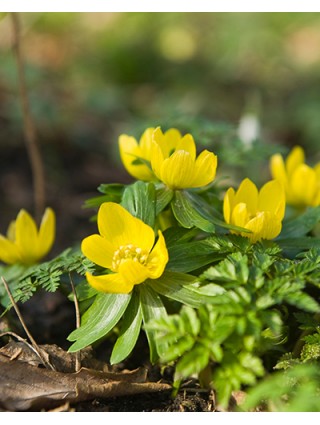 Erantis cilicica (Lot Eranthis cilicica)-ERANČIAI-SVOGŪNINĖS GĖLĖS