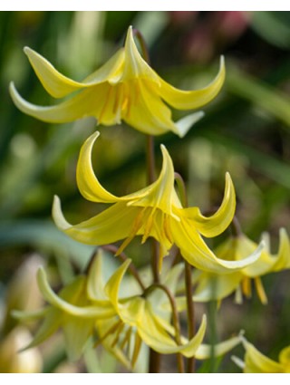 Geltonasis Eritronis (Lot Erythronium) 'Pagoda'-EREMŪRAI-SVOGŪNINĖS GĖLĖS