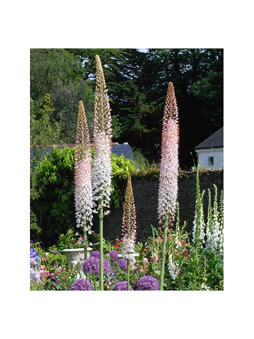 Didysis eremūras (Lot Eremurus robustus)-EREMŪRAI-SVOGŪNINĖS GĖLĖS