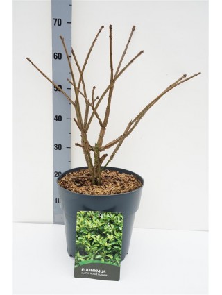 Ožekšnis sparnuotasis (Lot Euonymus alatus) 'Blade Runner' C10 30-40 CM-OŽEKŠNIAI-KRŪMAI