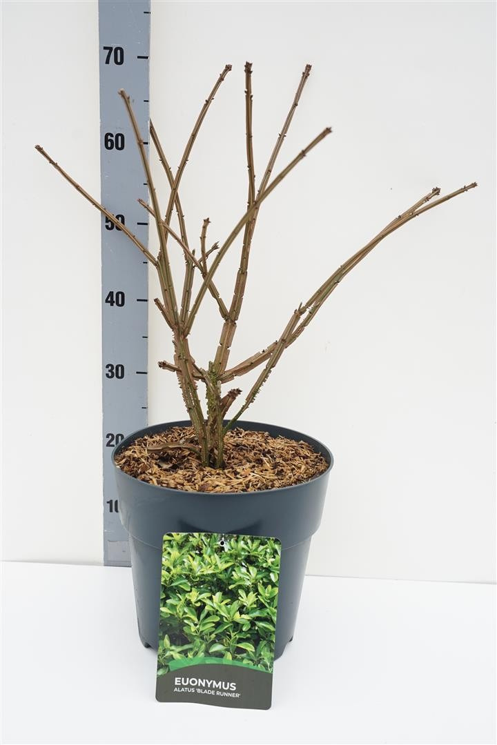 Ožekšnis sparnuotasis (Lot Euonymus alatus) 'Blade Runner' C10 30-40 CM-OŽEKŠNIAI-KRŪMAI