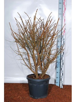 Ožekšnis sparnuotasis (Lot Euonymus alatus) 'Compactus' C30 100-125 CM-OŽEKŠNIAI-KRŪMAI