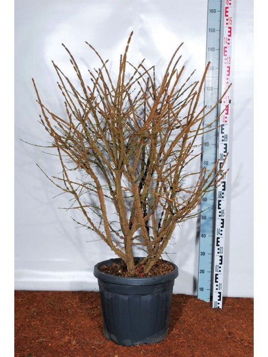 Ožekšnis sparnuotasis (Lot Euonymus alatus) 'Compactus' C30 100-125 CM-OŽEKŠNIAI-KRŪMAI