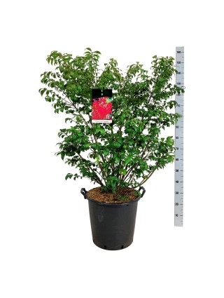 Ožekšnis sparnuotasis (Lot Euonymus alatus) 'Compactus' C55 80-100 CM-OŽEKŠNIAI-KRŪMAI