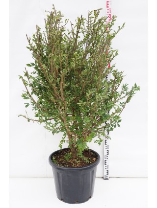 Ožekšnis sparnuotasis (Lot Euonymus alatus) C35 12 CM-OŽEKŠNIAI-KRŪMAI