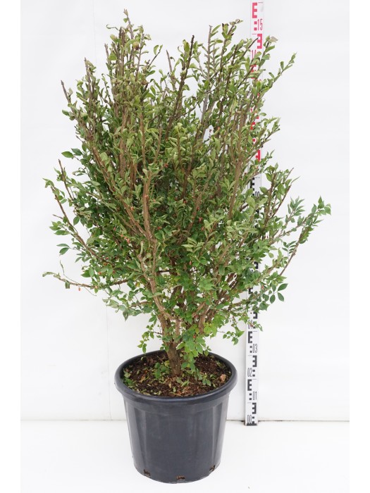 Ožekšnis sparnuotasis (Lot Euonymus alatus) C35 12 CM-OŽEKŠNIAI-KRŪMAI