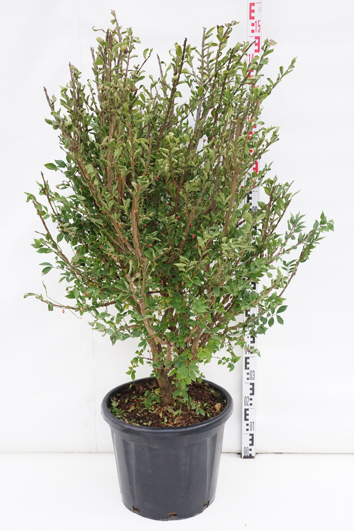 Ožekšnis sparnuotasis (Lot Euonymus alatus) C35 12 CM-OŽEKŠNIAI-KRŪMAI