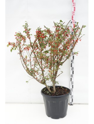 Ožekšnis sparnuotasis (Lot Euonymus alatus) C20 60-80 CM-OŽEKŠNIAI-KRŪMAI