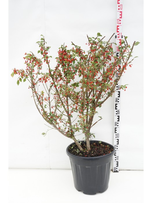 Ožekšnis sparnuotasis (Lot Euonymus alatus) C20 60-80 CM-OŽEKŠNIAI-KRŪMAI