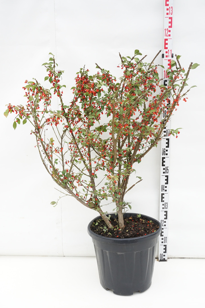 Ožekšnis sparnuotasis (Lot Euonymus alatus) C20 60-80 CM-OŽEKŠNIAI-KRŪMAI