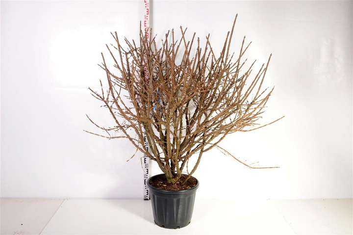 Ožekšnis sparnuotasis (Lot Euonymus alatus) C30 100-125 CM-OŽEKŠNIAI-KRŪMAI