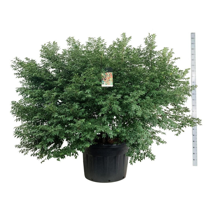 Ožekšnis sparnuotasis (Lot Euonymus alatus) C180 150-175 CM SOL-OŽEKŠNIAI-KRŪMAI