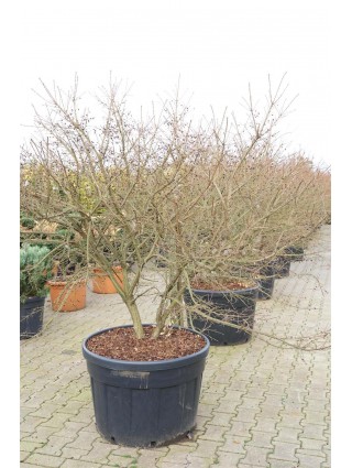 Ožekšnis sparnuotasis (Lot Euonymus alatus) C180 150-175 CM SOL-OŽEKŠNIAI-KRŪMAI