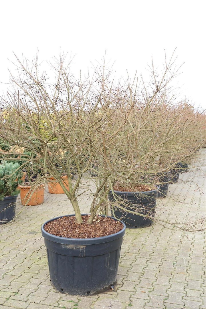 Ožekšnis sparnuotasis (Lot Euonymus alatus) C180 150-175 CM SOL-OŽEKŠNIAI-KRŪMAI