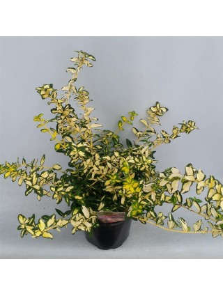 Ožekšnis Fortūno (Lot Euonymus fort.) 'Blondy' C2/P17 20-25 CM-OŽEKŠNIAI-KRŪMAI