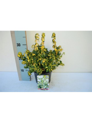 Ožekšnis Fortūno (Lot Euonymus fort.) 'Blondy' C2/P17 20-25 CM-OŽEKŠNIAI-KRŪMAI