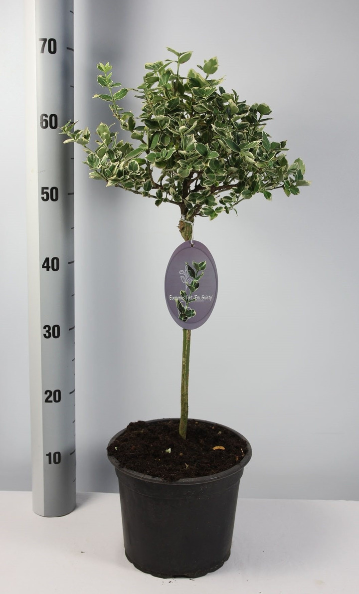 Ožekšnis Fortūno (Lot Euonymus fort.) 'Emerald Gaiety' C1,5/P15 KOTAS 35 CM-OŽEKŠNIAI-KRŪMAI