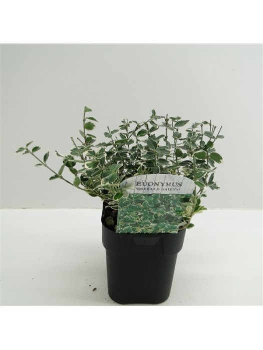 Ožekšnis Fortūno (Lot Euonymus fort.) 'Emerald Gaiety' C2/P17-OŽEKŠNIAI-KRŪMAI