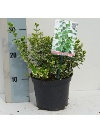 Ožekšnis Fortūno (Lot Euonymus fort.) 'Emerald Gaiety' C2/P17 20-25 CM-OŽEKŠNIAI-KRŪMAI