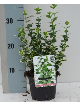 Ožekšnis Fortūno (Lot Euonymus fort.) 'Emerald Gaiety' C1/P13 15-20 CM-OŽEKŠNIAI-KRŪMAI