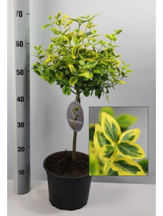 Ožekšnis Fortūno (Lot Euonymus fort.) 'Emerald 'n 'Gold' C1,5/P15 KOTAS 35 CM-OŽEKŠNIAI-KRŪMAI