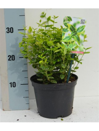 Ožekšnis Fortūno (Lot Euonymus fort.) 'Emerald 'n 'Gold' C2/P17 20-25 CM-OŽEKŠNIAI-KRŪMAI