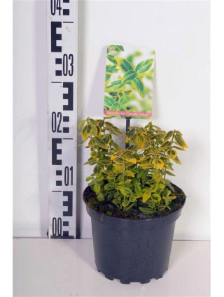 Ožekšnis Fortūno (Lot Euonymus fort.) 'Emerald 'n 'Gold' C2/P17 20-25 CM-OŽEKŠNIAI-KRŪMAI