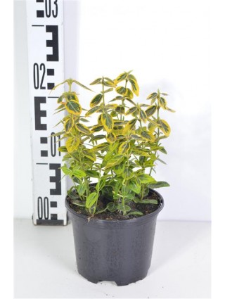 Ožekšnis Fortūno (Lot Euonymus fort.) 'Emerald 'n 'Gold' C1/P13 15-20 CM-OŽEKŠNIAI-KRŪMAI