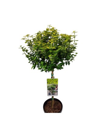 Ožekšnis Fortūno (Lot Euonymus fort.) 'Emerald 'n 'Gold' C3/P19 KOTAS 50 CM-OŽEKŠNIAI-KRŪMAI