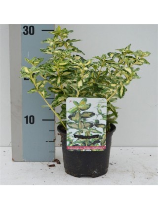 Ožekšnis Fortūno (Lot Euonymus fort.) 'Golden Harlequin' C1/P13 15-20 CM-OŽEKŠNIAI-KRŪMAI