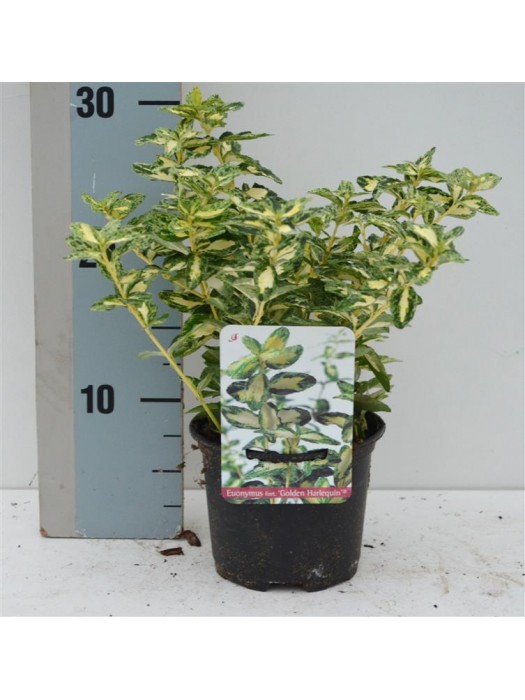 Ožekšnis Fortūno (Lot Euonymus fort.) 'Golden Harlequin' C1/P13 15-20 CM-OŽEKŠNIAI-KRŪMAI