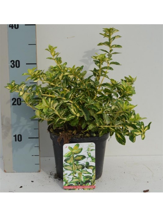 Ožekšnis Fortūno (Lot Euonymus fort.) 'Golden Harlequin' C2/P17 20-25 CM-OŽEKŠNIAI-KRŪMAI