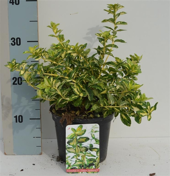 Ožekšnis Fortūno (Lot Euonymus fort.) 'Golden Harlequin' C2/P17 20-25 CM-OŽEKŠNIAI-KRŪMAI