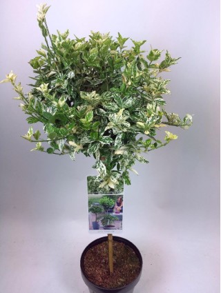 Ožekšnis Fortūno (Lot Euonymus fort.) 'Harlequin' C3/P19 KOTAS 50 CM-OŽEKŠNIAI-KRŪMAI