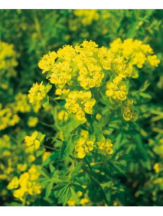 Pelkinė karpažolė (Lot Euphorbia palustris) P9-KITI-DAUGIAMETĖS GĖLĖS