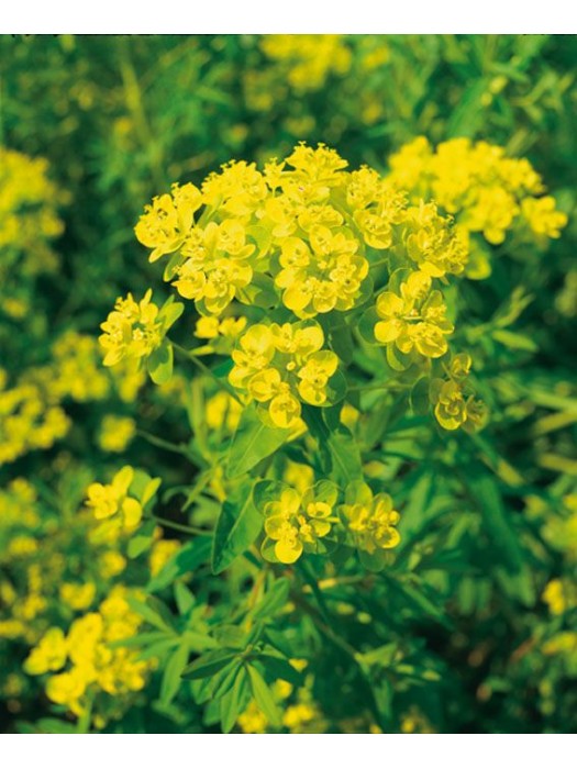 Pelkinė karpažolė (Lot Euphorbia palustris) P9-KITI-DAUGIAMETĖS GĖLĖS