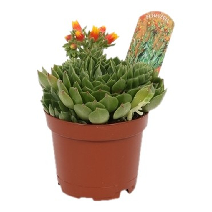 Eševerija (Lot Echeveria setosa) P10.5-BAMBUKAI-SMILGOS - VARPINIAI AUGALAI