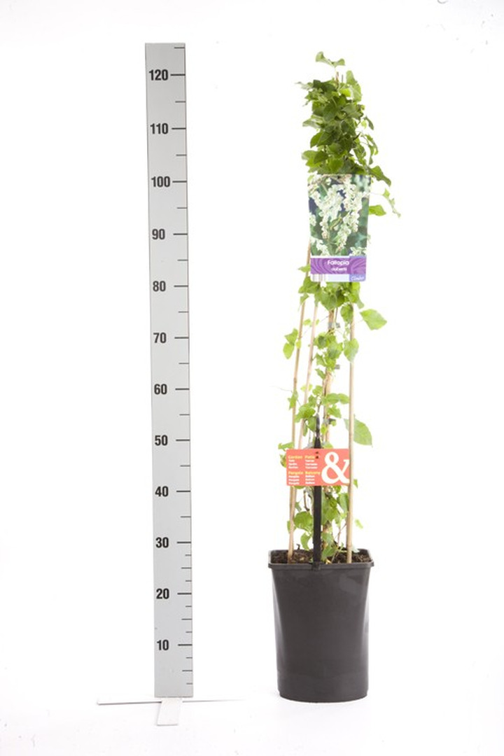 Pelėvirkštis kininis (Lot Fallopia aubertii) C5 120 CM 4 ST (SK)-BAMBUKAI-SMILGOS - VARPINIAI AUGALAI
