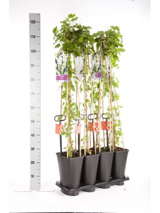 Pelėvirkštis kininis (Lot Fallopia aubertii) C5 120 CM 4 ST (SK)-BAMBUKAI-SMILGOS - VARPINIAI AUGALAI