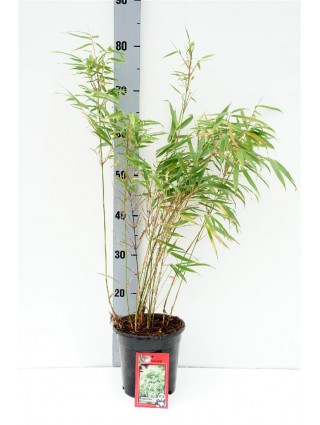 Skėtinis bambukaitis (Lot Fargesia mur.) 'Rufa' C2/P17 40-60 CM-BAMBUKAI-SMILGOS - VARPINIAI AUGALAI