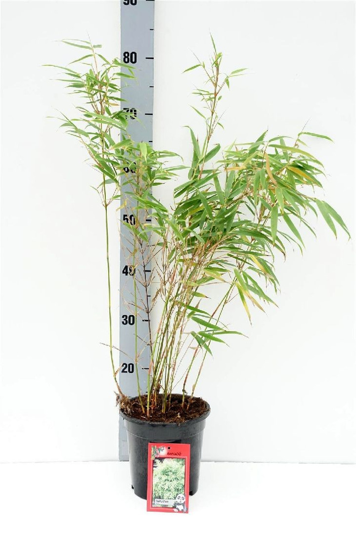 Skėtinis bambukaitis (Lot Fargesia mur.) 'Rufa' C2/P17 40-60 CM-BAMBUKAI-SMILGOS - VARPINIAI AUGALAI