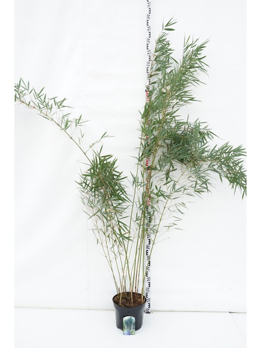 Bambukaitis robusta (Lot Fargesia robusta) 'Campbell' C10 125-150 CM-BAMBUKAI-SMILGOS - VARPINIAI AUGALAI