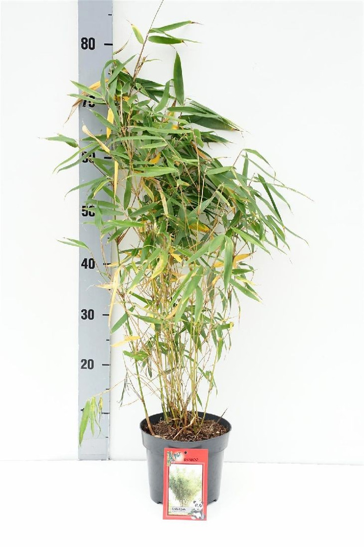 Bambukaitis robusta (Lot Fargesia robusta) 'Pingwu' C2,5/P18 40-60 CM-BAMBUKAI-SMILGOS - VARPINIAI AUGALAI
