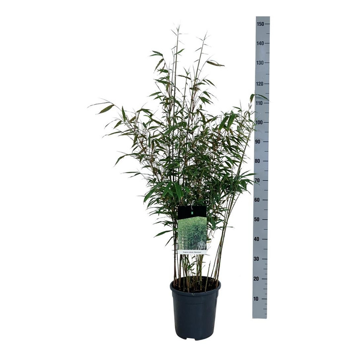 Bambukaitis rob. (Lot Fargesia rob.) 'Wenchuan' C6,5/P24 80-100 CM-BAMBUKAI-SMILGOS - VARPINIAI AUGALAI