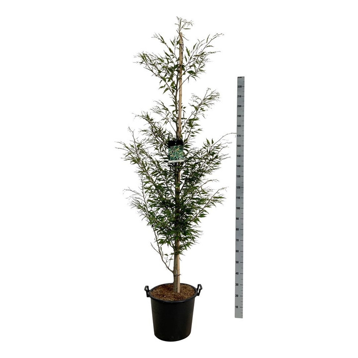 Bukas paprastasis (Lot Fagus syl.) 'Aspleniifolia' C30 200-225CM-BUKAI-MEDŽIAI