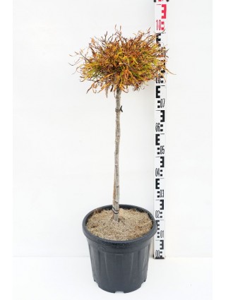 Bukas paprastasis (Lot Fagus syl.) 'Mercedes' C15 KOTAS 60 CM-BUKAI-MEDŽIAI