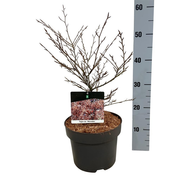 Bukas paprastasis (Lot Fagus syl.) 'Mercedes' C5/P23 40-50 CM-BUKAI-MEDŽIAI